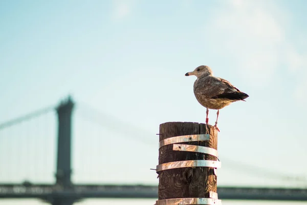 Seagull Roof Sea — Stock Photo, Image