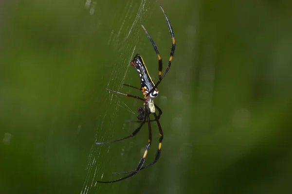 Toile Araignée Sur Fond Vert — Photo