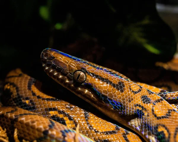Kígyó Hüllő Állat Állatvilág Vadvilág Emlős Növény Természet Tapéta — Stock Fotó