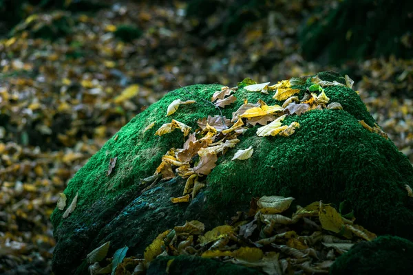 Зелений Мох Лісі — стокове фото