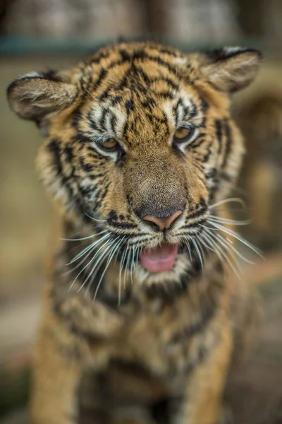 Perto Tigre — Fotografia de Stock