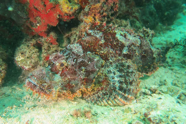 Korallrev Röda Havet — Stockfoto