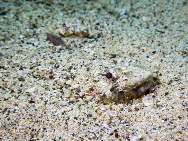 Conchiglie Sulla Spiaggia — Foto Stock