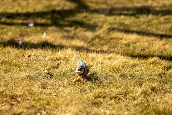 Nahaufnahme Eines Fußballs Auf Einem Grünen Rasen — Stockfoto