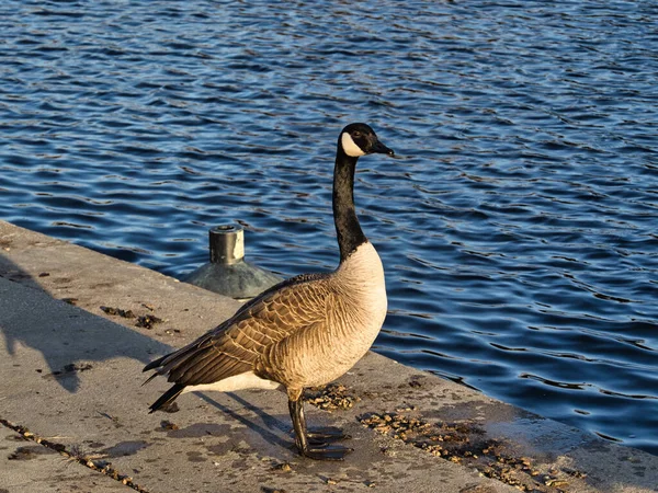 Une Paire Canards Sur Lac — Photo