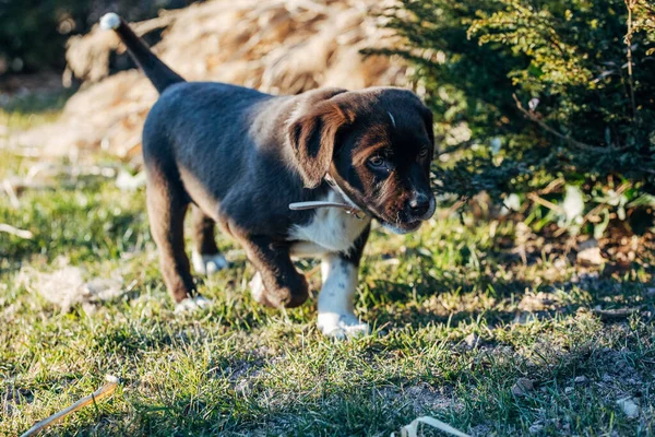 Chien Dans Parc — Photo