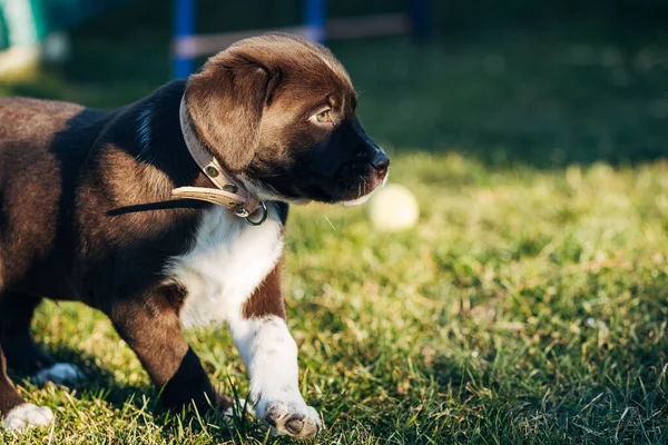 Dog Breed Portrait Beagle Pet Animal Purebred — Stock Photo, Image