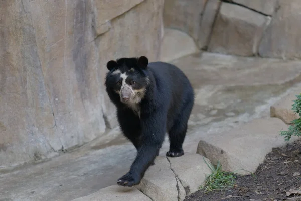 Portret Uroczego Czarnego Niedźwiedzia Zoo — Zdjęcie stockowe