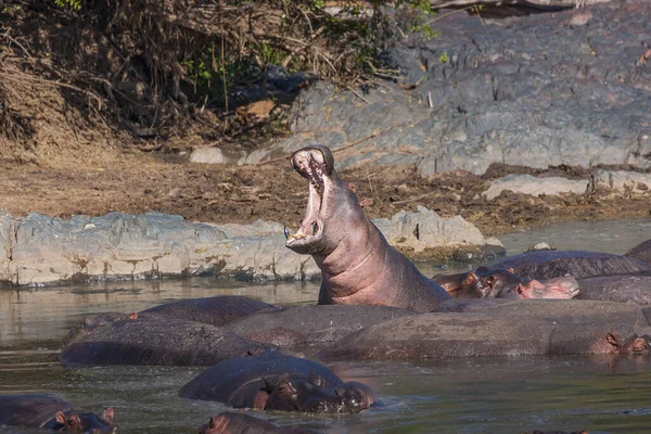Hipopótamo Água Rio — Fotografia de Stock