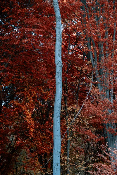 Floresta Outono Com Árvores Folhas — Fotografia de Stock