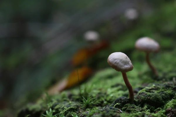 森のキノコ — ストック写真