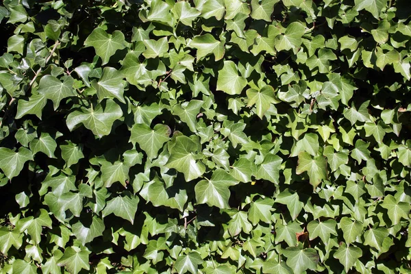 Зеленые Листья Стене — стоковое фото