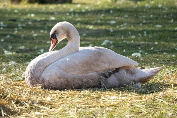 Cisne Branco Lago — Fotografia de Stock