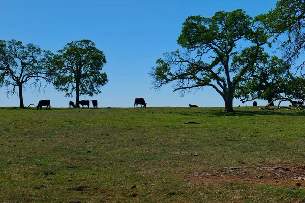 Uma Manada Cavalos Parque — Fotografia de Stock