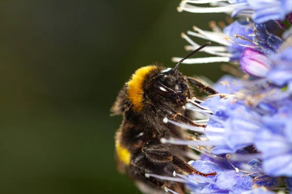 Makroaufnahme Einer Biene Auf Einer Blume — Stockfoto
