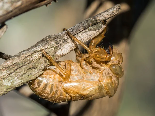 Close Van Een Wesp Een Boom — Stockfoto