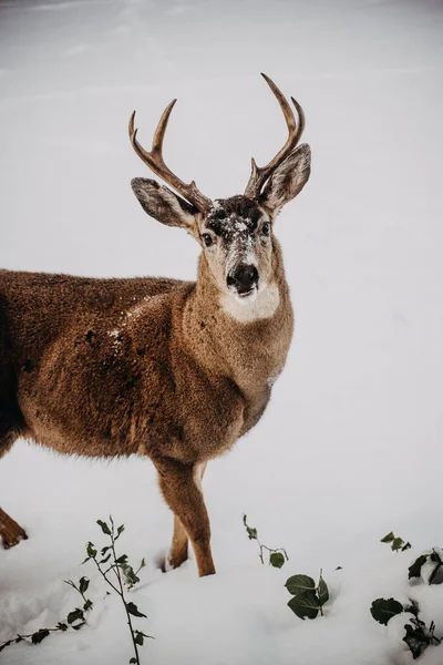 Ciervos Bosque Invierno —  Fotos de Stock
