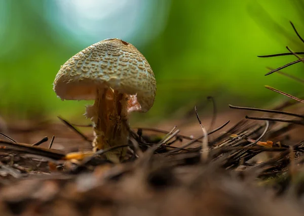 Cogumelos Que Crescem Floresta — Fotografia de Stock