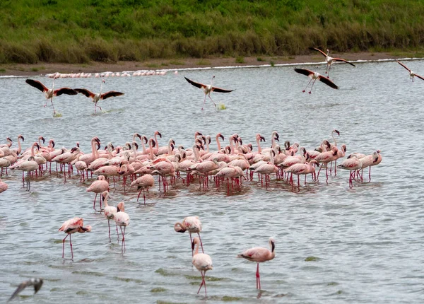 Herde Von Flamingos Wasser — Stockfoto