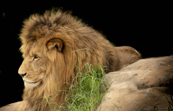 草丛中的雄狮 — 图库照片