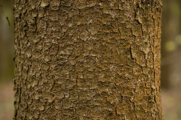 Текстура Коры Дерева Фон — стоковое фото