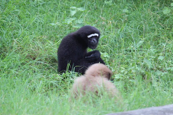 Gorila Negro Hierba Verde —  Fotos de Stock