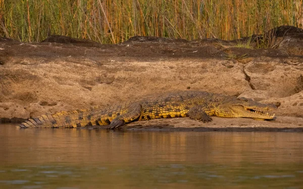 Crocodilo Água Rio Parque Nacional Chobe Botswana — Fotografia de Stock