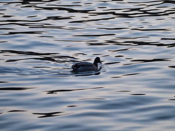 Blick Auf Die Ente Auf Dem See — Stockfoto