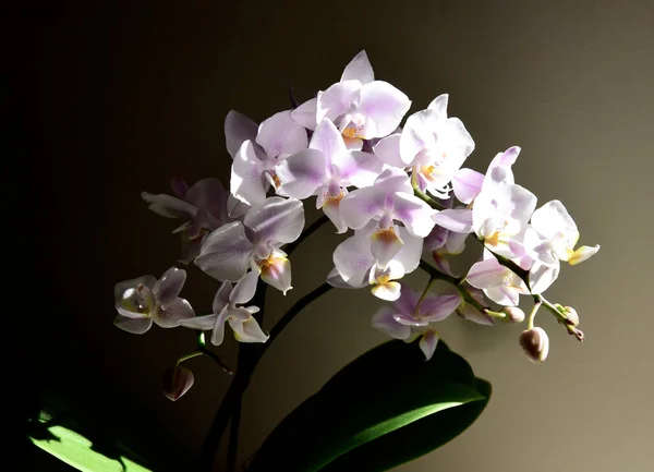 Belas Flores Orquídea Fundo Preto — Fotografia de Stock