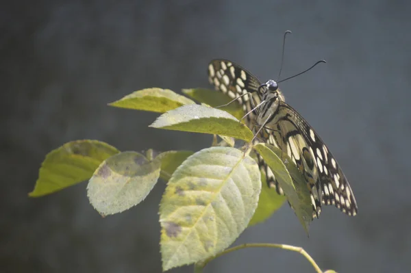 Closeup View Beautiful Butterfly — Stock Photo, Image