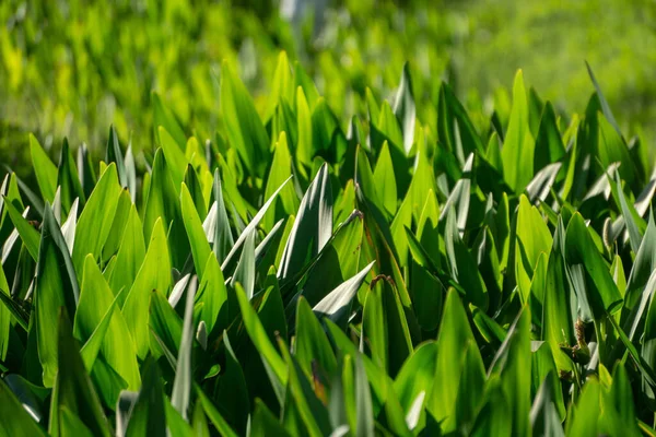 Hierba Verde Jardín —  Fotos de Stock