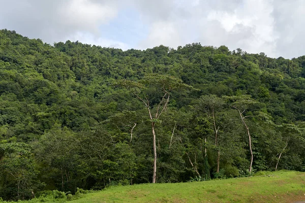 Bosque Verde Árboles Las Montañas —  Fotos de Stock