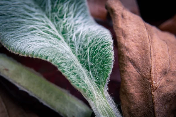 Primer Plano Una Tela Verde Marrón — Foto de Stock