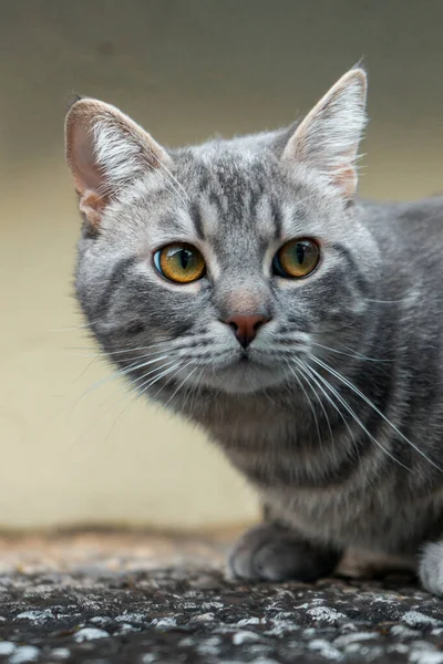 Porträt Einer Süßen Katze — Stockfoto