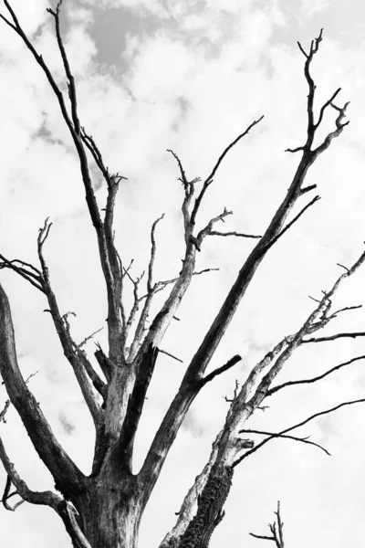 Větve Stromů Flóra Příroda — Stock fotografie