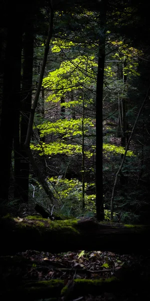 Прекрасный Вид Лес — стоковое фото