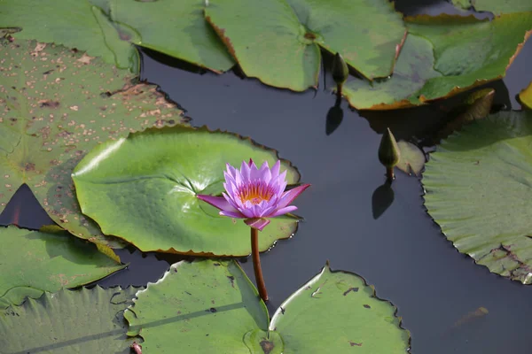 Gölette Güzel Nilüfer Çiçeği — Stok fotoğraf