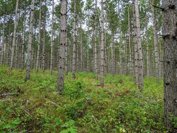 Zöld Erdő Tavasszal — Stock Fotó