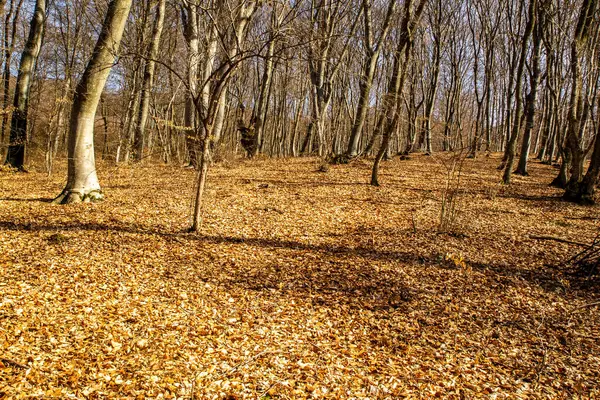 Осінній Пейзаж Деревами Листям — стокове фото