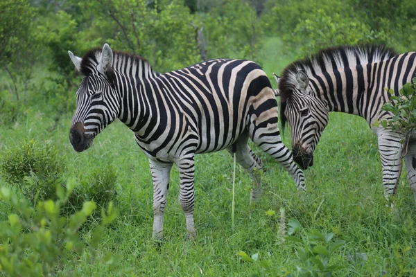 Zebras Gras — Stockfoto