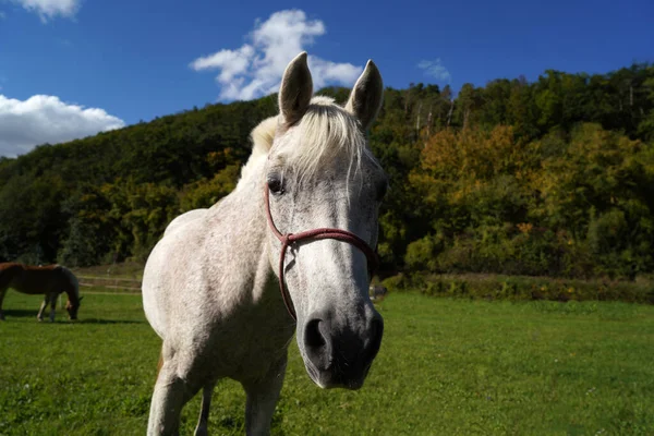 Portrait Brown Horse Green Pasture — Stock Photo, Image