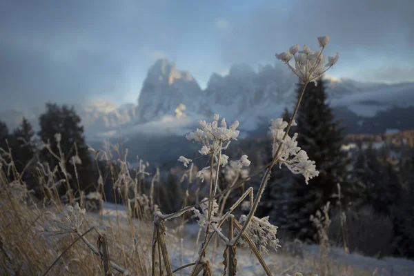 Beau Paysage Hivernal Avec Des Arbres Enneigés — Photo