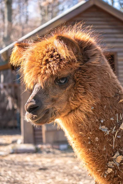 Close Camel Zoo — Stock Photo, Image