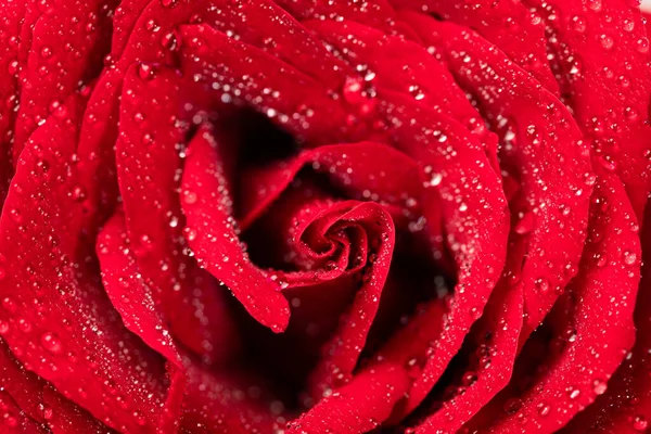 Közelkép Vörös Rózsa Vízcseppekkel — Stock Fotó