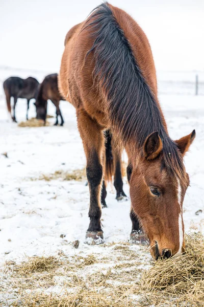 Icelandic Horse Snow — Stock Photo, Image