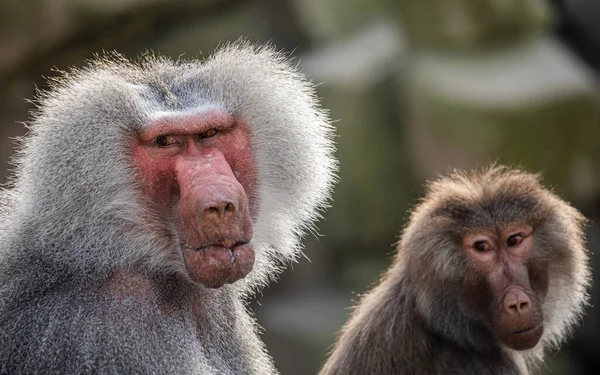 일본의 마카크 원숭이의 — 스톡 사진