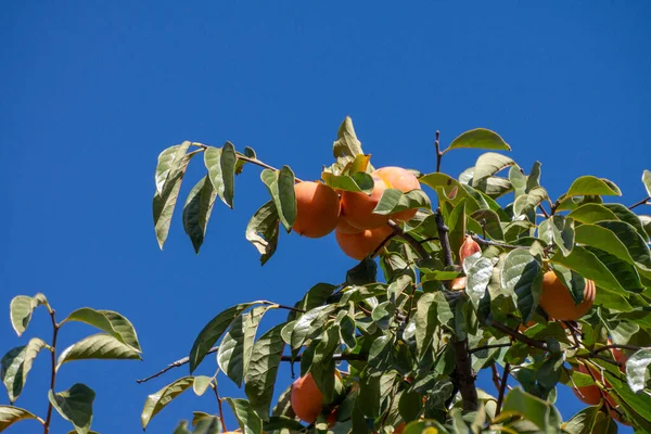 Mogna Äpplen Ett Träd — Stockfoto