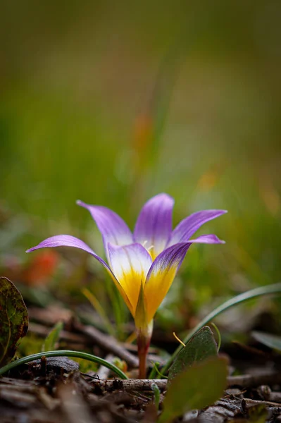 森の中の美しい紫色のクロッカスの花 — ストック写真