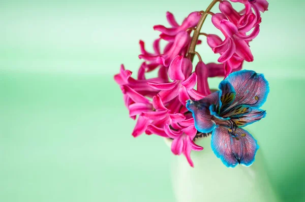 Beautiful Pink Flower Blue Background — Stock Photo, Image