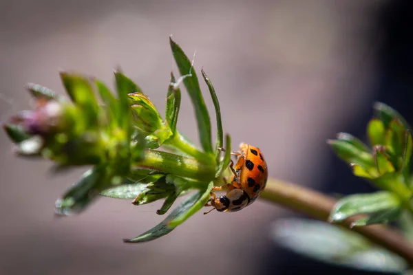 Yeşil Arkaplanda Uğur Böceği — Stok fotoğraf